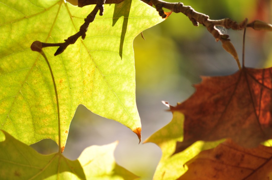 Otoño, Hojas, Hoja, Seco, Otoñal, Fondo, Fondos, Naturaleza, Verde, Amarillo