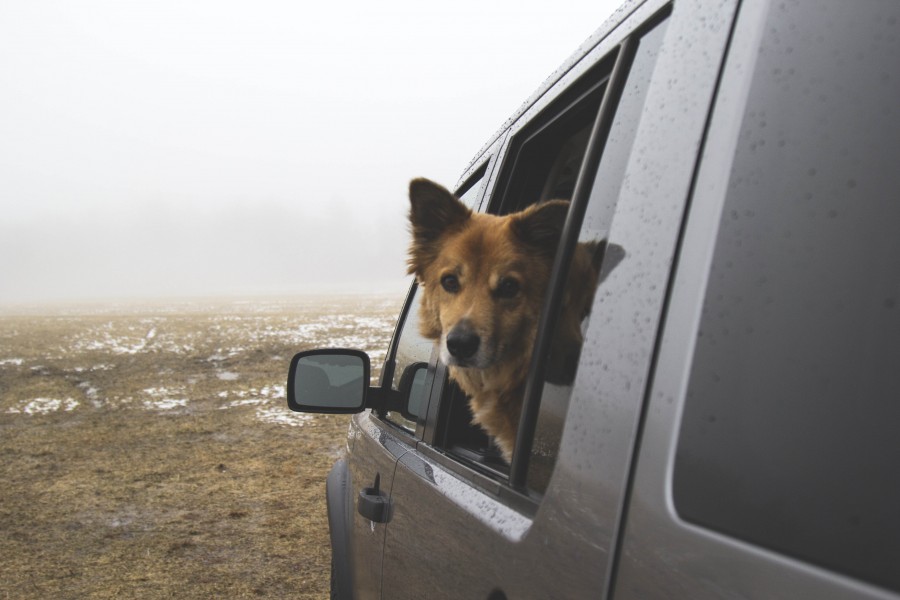perro, mascota, animales uno, auto, coche, carro, ventanilla, paseo, pasear, tierno, simpatico, 