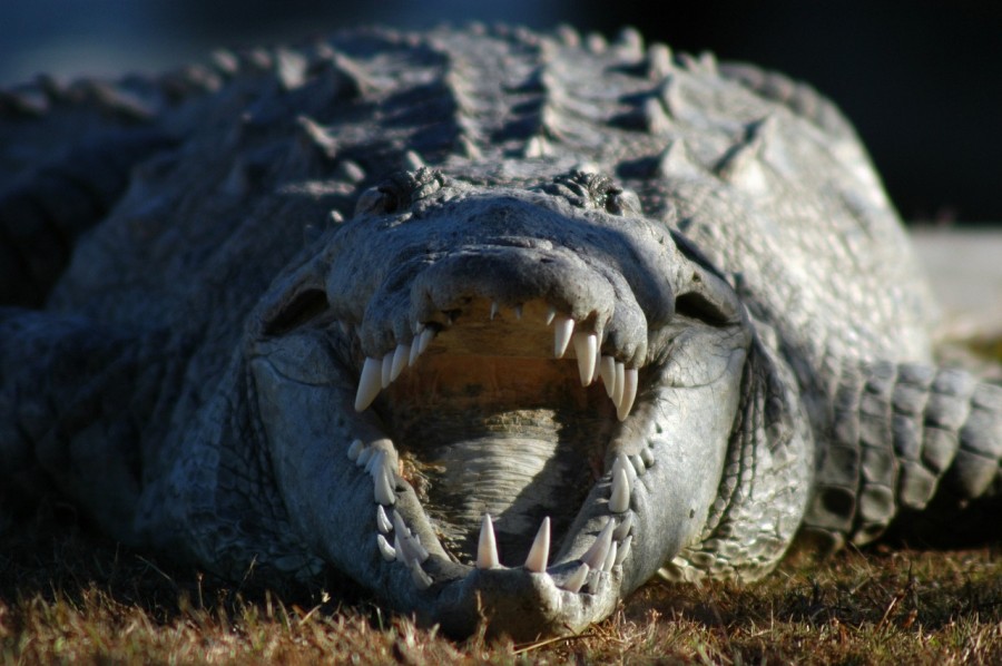 cocodrilo, reptil, peligro, dientes, salvaje, fauna, boca abierta, 