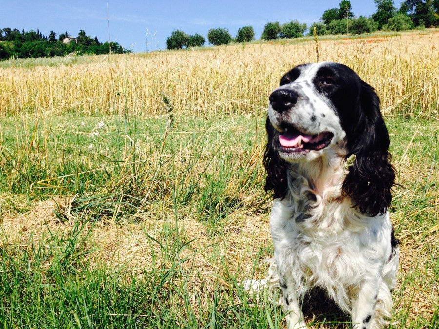animales perro, mascota, campo, aire libre, cocker, spaniel, 