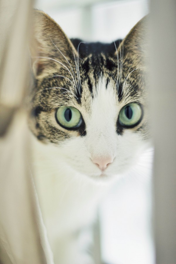 gato, animales mascota, vista de frente, mirada, interior, 