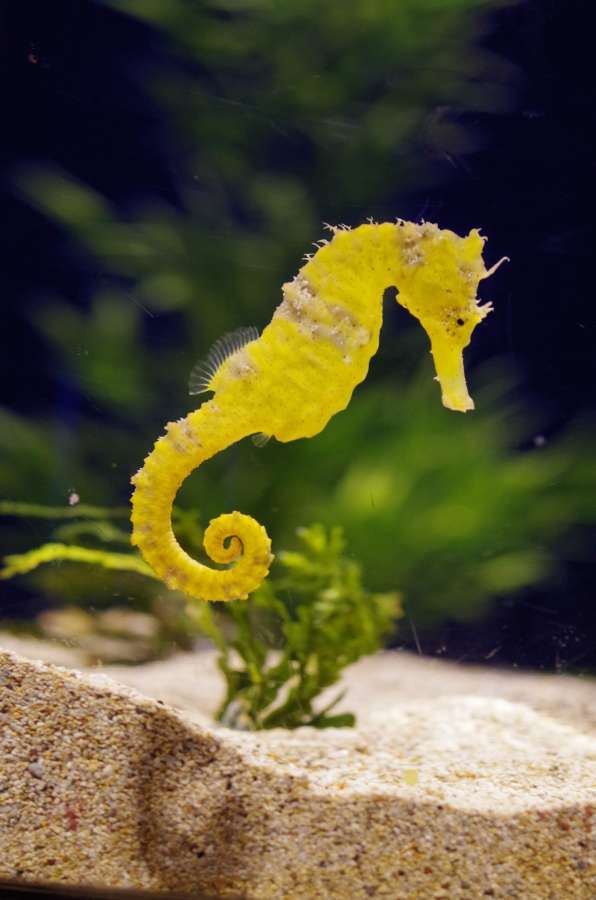 caballito de mar, amarillo, naturaleza, océano, marina, mar, salvaje, submarino, pescado, hipocampo, animal, agua, caballo, vida, fauna, coral, arrecife, fondo, acuario, tropical, vistoso, lindo, hermoso, aislado, blanco, macro, escafandra autónoma, acuático, Indonesia, criatura, color, espinoso, buceo, Tailandia, Australia, debajo, diseño, cerca, parque, exótico, Kuda, azul, buzo, nacional, biodiversidad, sal, Maldivas, natural, Pacífico, verano
