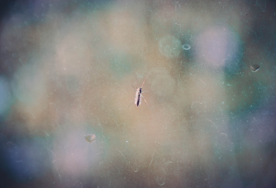 vidrio, insecto, mosquito, pequeño, 