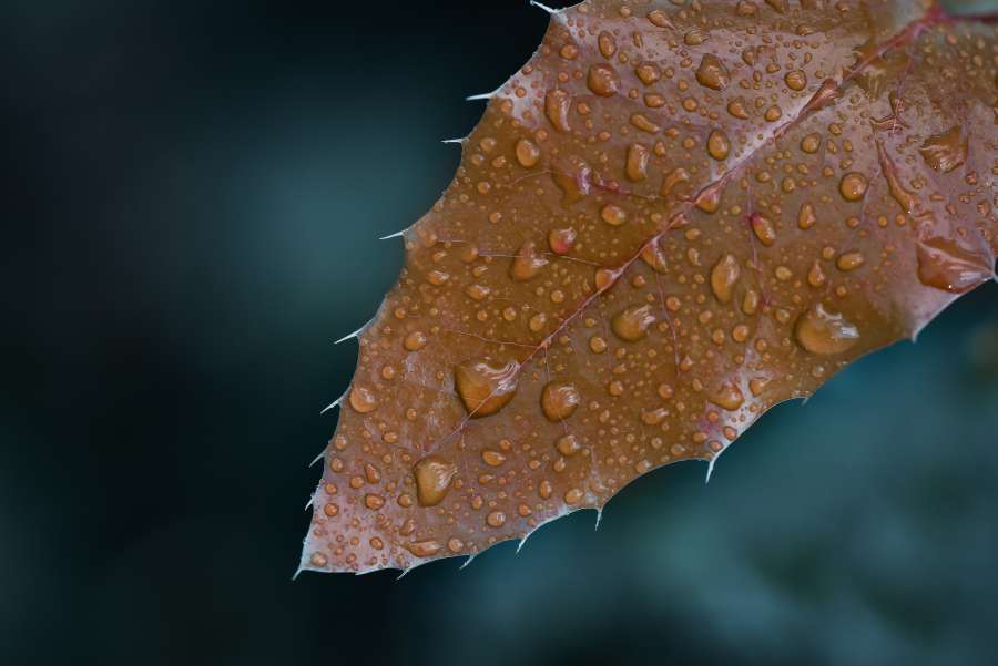 macro, hoja, fondos de pantalla hd, naturaleza, lluvia, planta, gota, gota de lluvia
