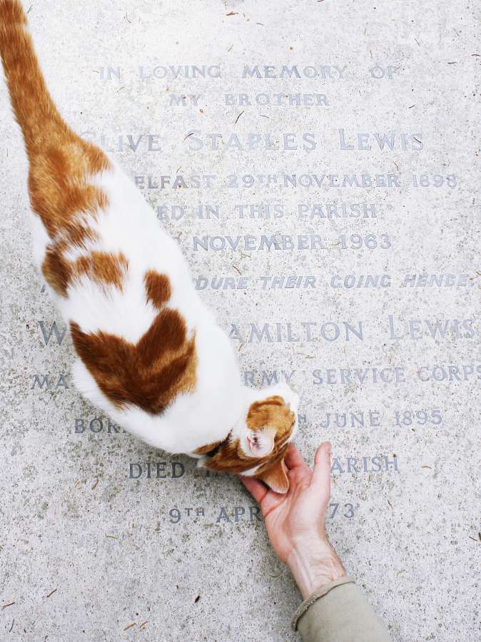 gato, caricia, cariño, amor, mascota, animales tierno, 
