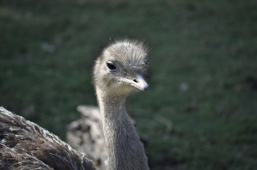 Avestruz, un animales ave, ojo, plumas, plumaje, pico, veloz, velocidad, África,Africano,Altura,Animales,Apariencia,Ave,Avestruces,Aviar,Cabeza,Conservación,Conservar,Cuello,Struthio camelus