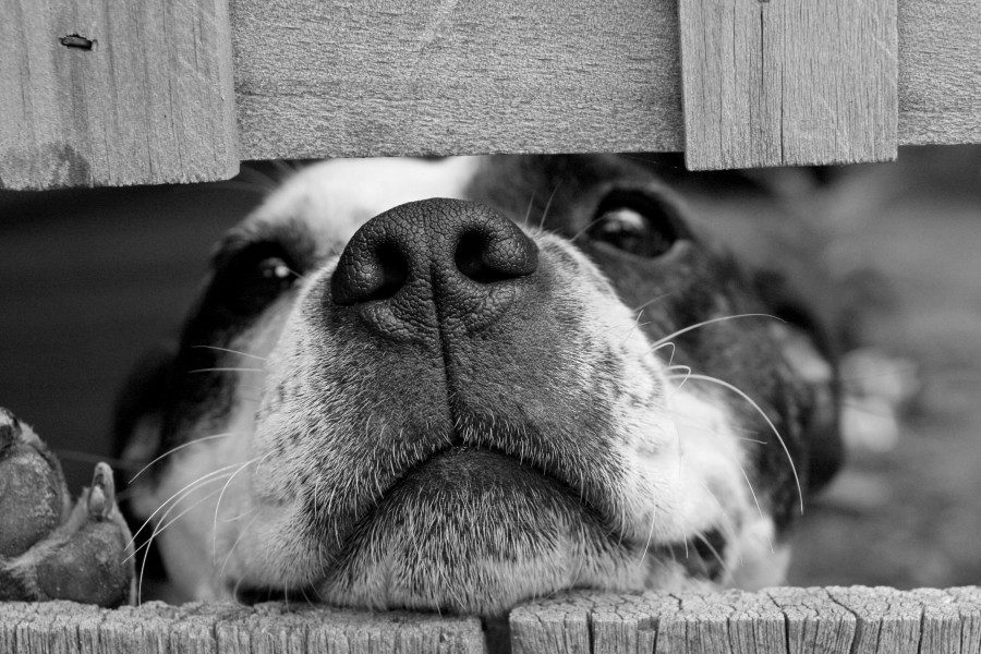 Mascota, cachorro, Perro, Animales, Monada, Retrato, Recortable, Alegre, Mirando a la cámara, Foto de estudio, Fondo con color, Amarillo, Boca abierta, Color, Despreocupado, Boca de animalesUn animales Fotografía, Parte del cuerpo animales pelaje, melena, pelos, adorable, tierno, dulce, jugueton, amable, amigo, amigo fiel, fidelidad, ternura, animal de compañia, animal domestico, familia, mascotas, animales, razas, pura sangre, mestizos, alegre, simpatico, agradable, mimoso, amoroso, canino, can, sabueso,chucho, tuso, crias, cachorritos, imagenes, imagenes gratis, fotografia, gratis 