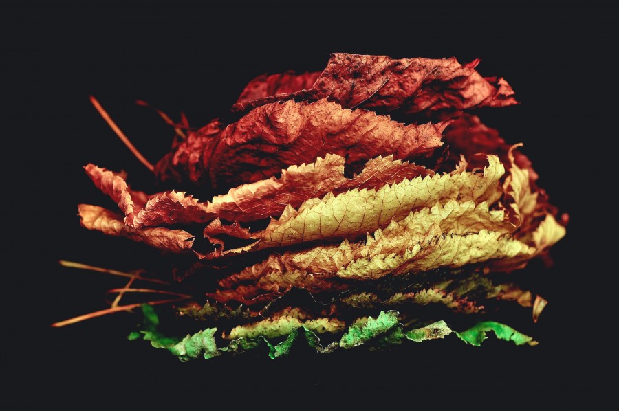 hoja, hojas, otoño, otoñal, colores, fondo negro, estacion, seco, 
