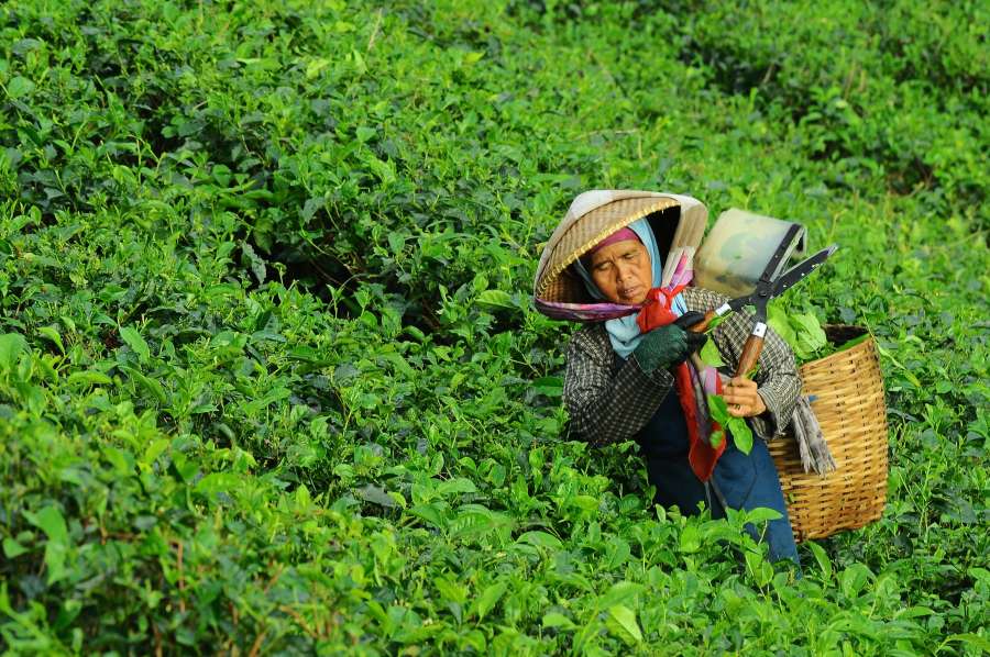 verde, agricultura, hoja, planta, asia, naturaleza, plantación, granja, campo, té, tropical, cultivo, cultura, cosecha, orgánico