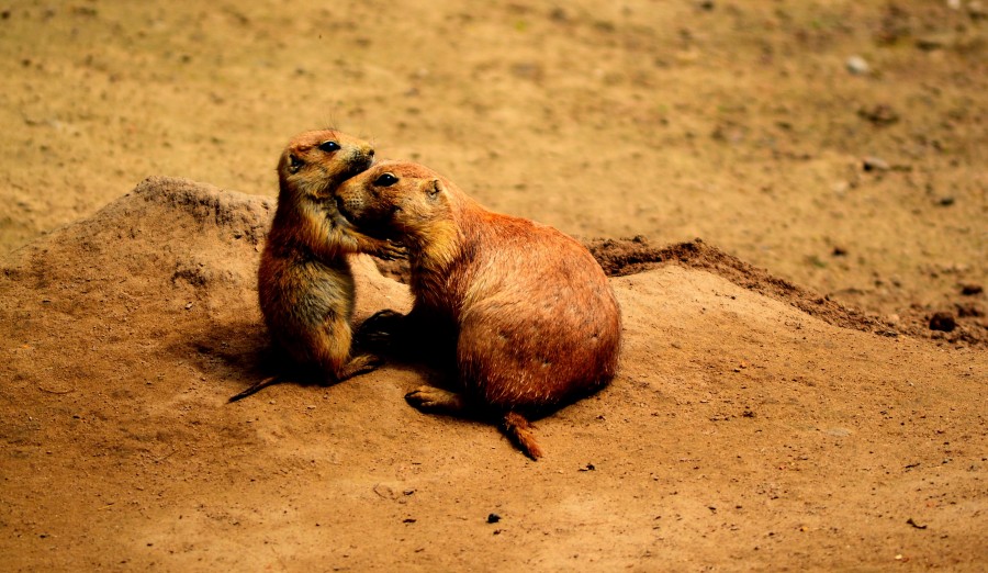 perros de la pradera, amigos, dulce, animales, mundo animales padres, querido, lindo, gracioso, amistad, buena, naturaleza, juntos, dos, afecto, marrón, amarillo, desierto, pradera