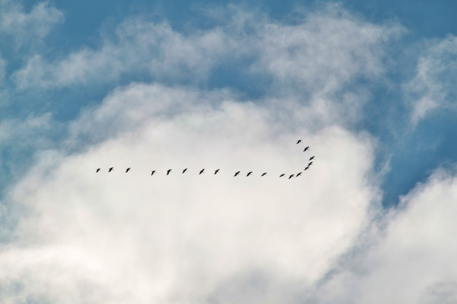 cielo, nublado, dia, bandada de pajaros, pajaros, volando, campo, rural, mucho, muchos, mal tiempo, clima, tormenta, migracion, 