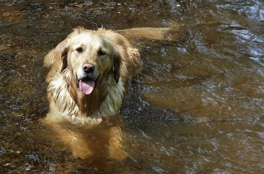 golden retriever, perro, mascota, animales rio, calor, verano, agua, refresco, refrescar, mojado, 