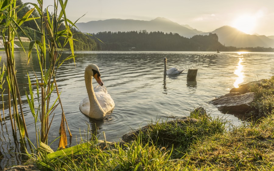 cisne, ave, animales paisaje, naturaleza, lago, mañana, costa, cisnes, 