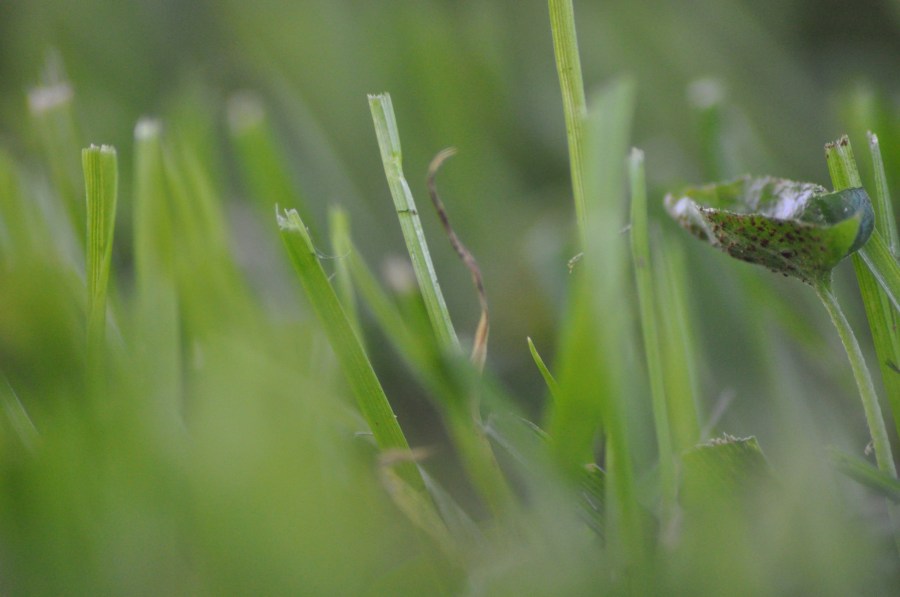 Pasto,Verde,Textura,Texturas