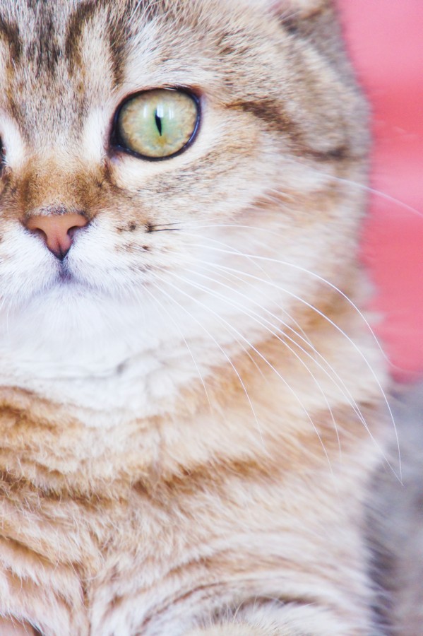 animales gato, vista de frente, mirada, marron, mascota, felino, 
