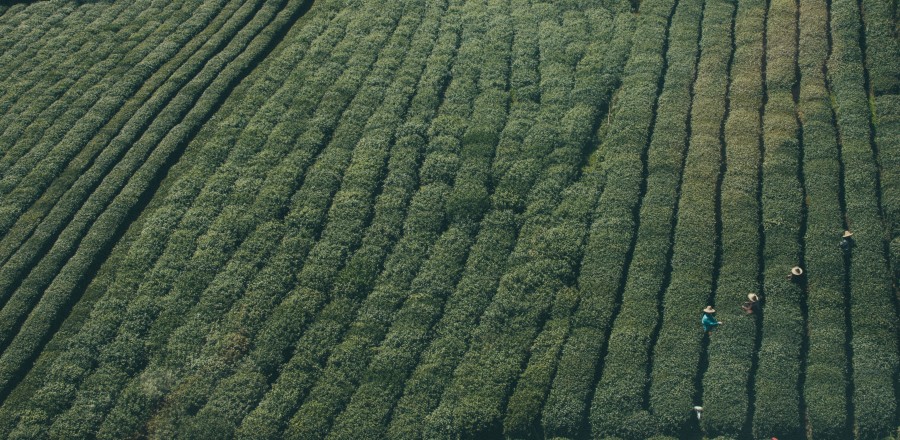 cultivo, campo, plantacion, verde, vista aerea, gente, grupo de personas, trabajo, trabajando, rural, escena rural, surco, verde