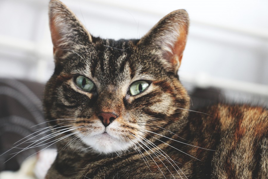 ojos verdes, marron, gatito, bebé de gato, animales jóvenes, agresivo, caza, gato, pieles, encantadora, animales, carnívoros, lindo, esponjoso, cabello, bebé, mamífero, pata, mascotas, juguetón, retrato, pura sangre, pequeños, curioso, querido , fotos gratis,  imágenes gratis, Gato doméstico, Cabeza de animales Retrato, Gato melado, Monada, Gatito, Animales, Fotografía, Mirando a la cámara, Animal doméstico, Animal joven, Color, Día, Horizontal, Interior, Mascota, Nadie, Ojo de Animales, Parte del cuerpo animales Temas de animales, Un animales adorable, tierno, mascota, peludo, melena, colores, pelos, rayas, felino, minino, micifuz, michino, madrileño, felido, gatuno