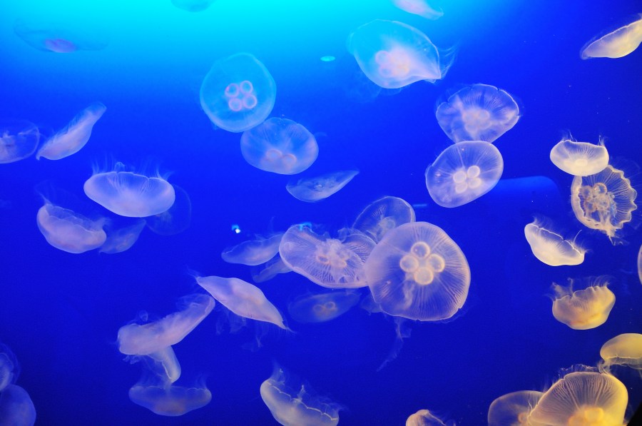 Invertebrado, guamalas, malaguas, aguavivas, aguacuajada, lgrimas de mar, Cnidaria, Medusa, Medusas, Marino, Animales, Animales, fondo del mar, fondo, background, marino, 