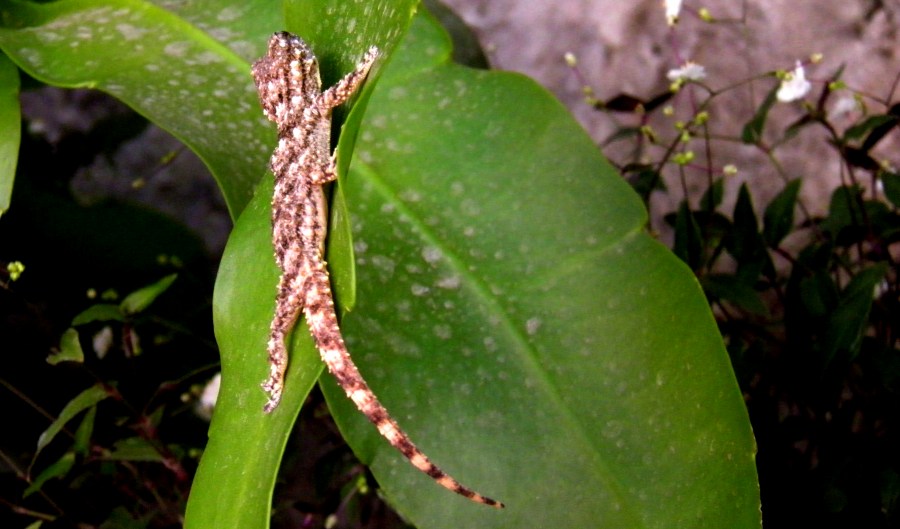 Lagartija, Hoja, Verde