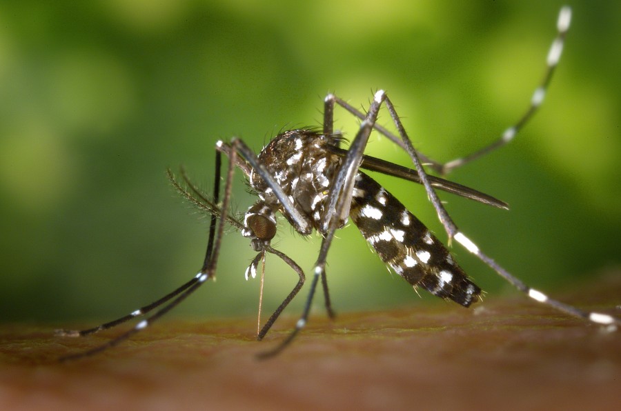 mosquito, picadura, sangre, picar, dengue, transmision, enfermedad, insecto, detalle, primer plano, pequeño, uno, 