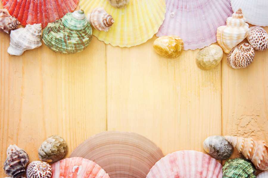 arte, fondo, tablero, almeja, limpiar, berberecho, cáscara, colección, colorido, concepto, caracola, portada, creativo, decoración, diseño, luz, ornamento, conchas marinas, mariscos, conchas, recuerdo, verano, textura, vacaciones, fondo de pantalla, de madera, fondos de pantalla hd 