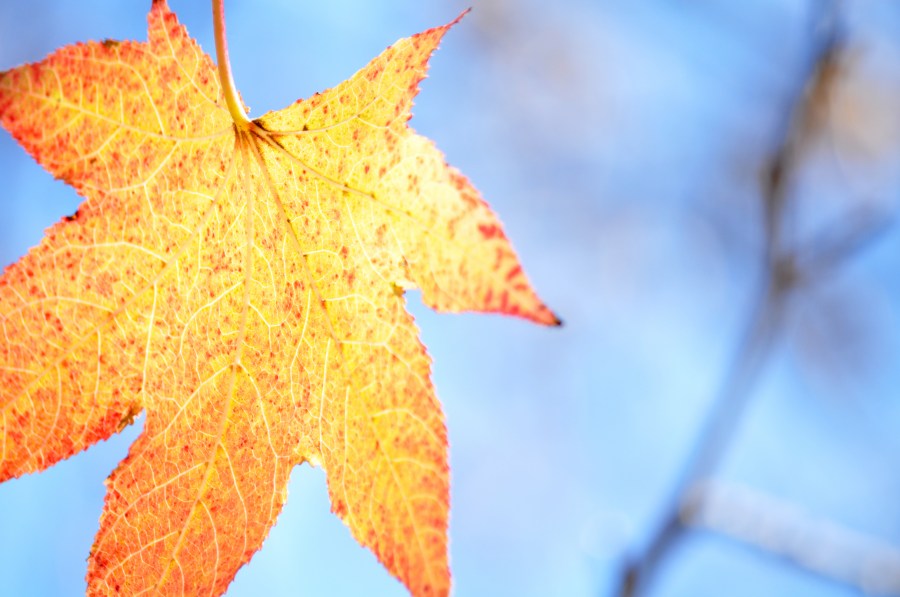 Otoño, Hojas, Hoja, Amarillo, Celeste, Otoñal, Fondo, Fondos, Luz de la Mañana, Naturaleza