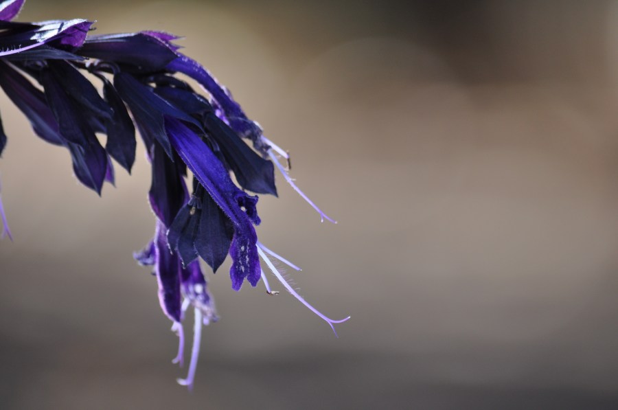Hojas, Fondo, Fondos, Naturaleza, Violeta