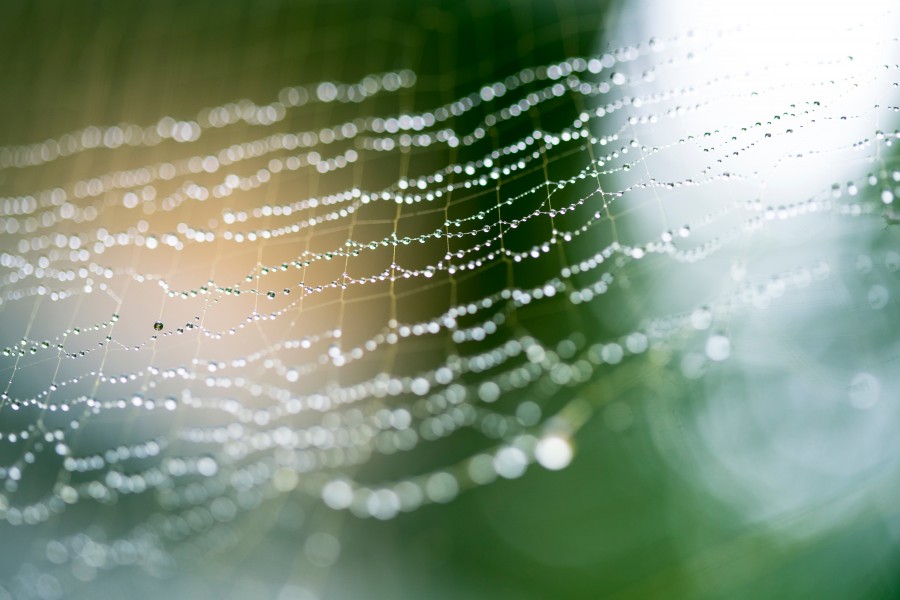 tela de araña, tejido, gotas, agua, mañana, rocio, lluvia, naturaleza, fondo, textura, background, nadie, 