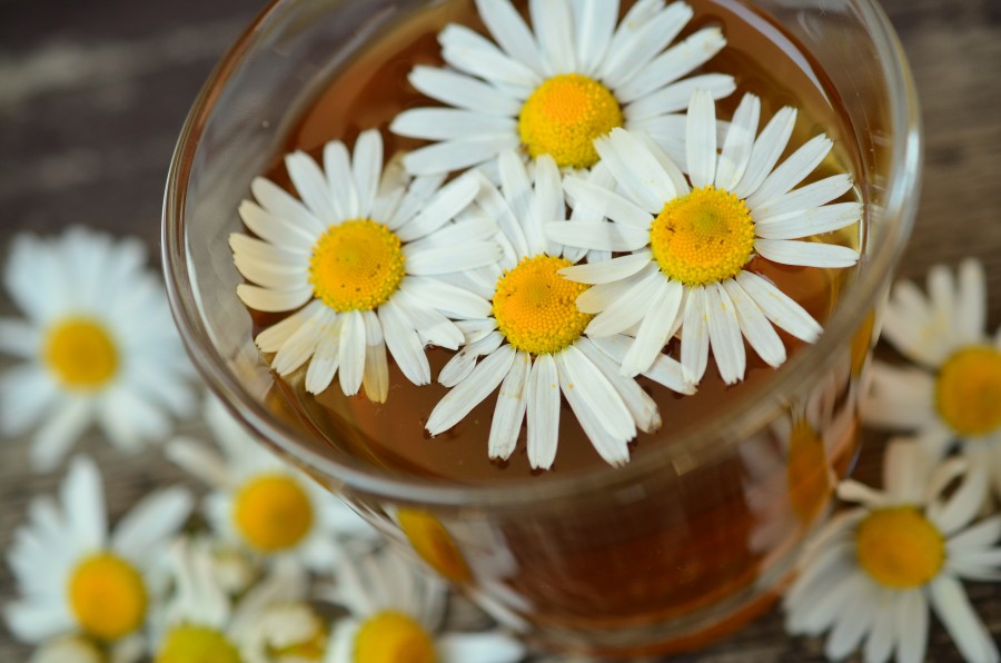 manzanilla, te, infusion, remedio, natural, caliente, bebida, flor, medicina, 