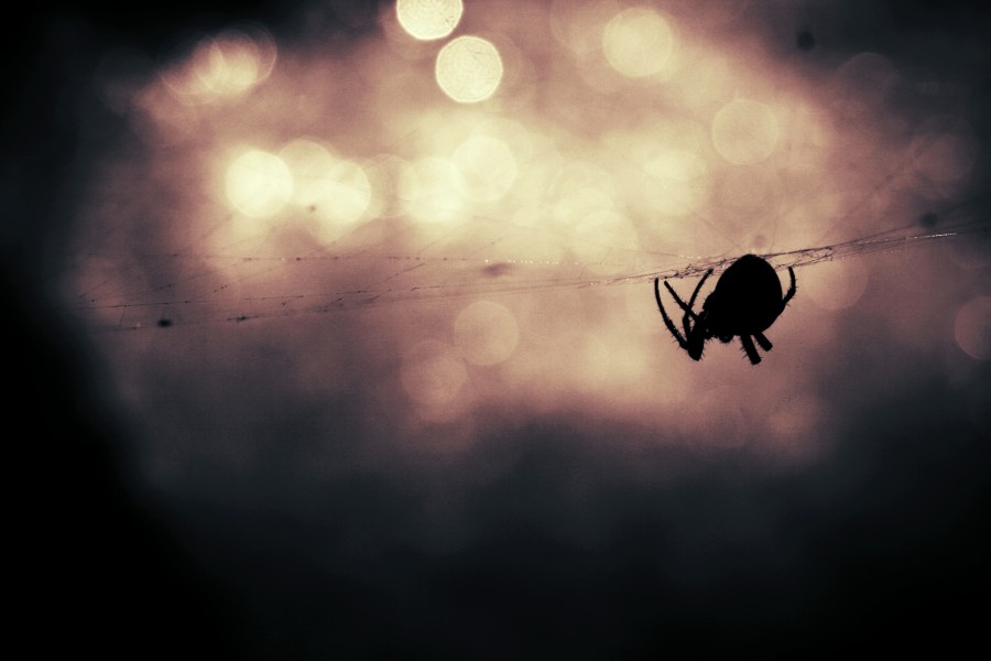 blur, araña, animales insecto, primer plano, pequeño, tela de araña, 