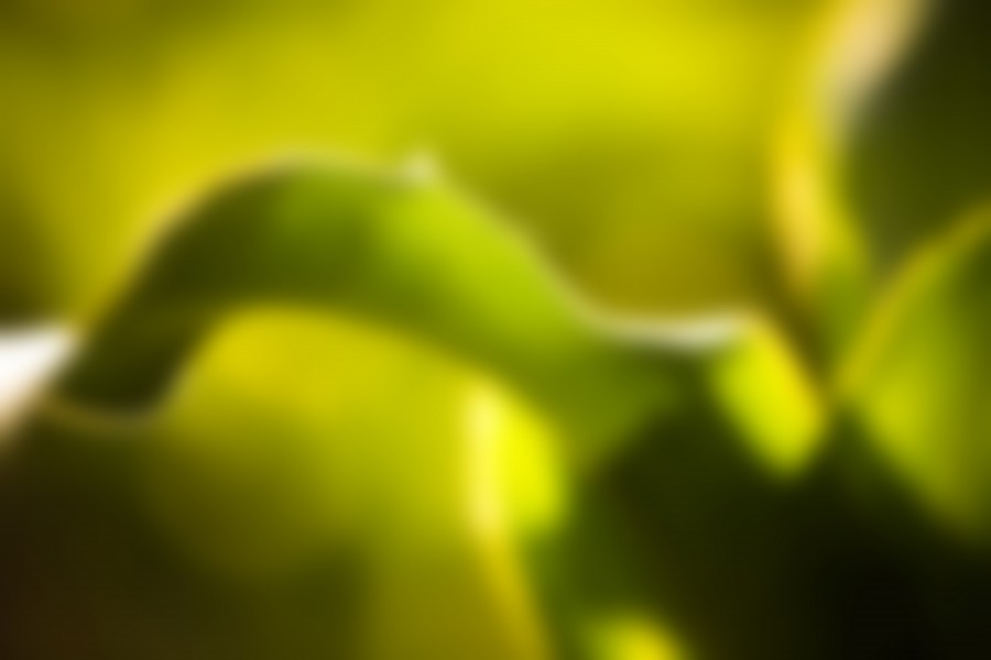 naturaleza, arbol, verde, fondo, background, blur, 