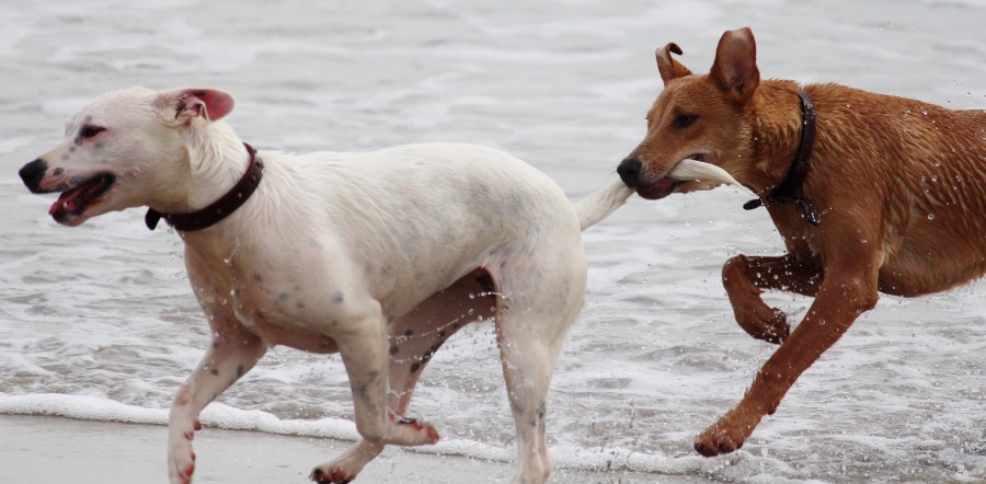 cola, colas, agua, playa, corriendo, jugando, blanco, marrón, Mascota, cachorro, Perro, Animales, Monada, Retrato, Recortable, Alegre, Mirando a la cámara, Foto de estudio, Fondo con color, Amarillo, Boca abierta, Color, Despreocupado, Boca de animalesUn animales Fotografía, Parte del cuerpo animales pelaje, melena, pelos, adorable, tierno, dulce, jugueton, amable, amigo, amigo fiel, fidelidad, ternura, animal de compañia, animal domestico, familia, mascotas, animales, razas, pura sangre, mestizos, alegre, simpatico, agradable, mimoso, amoroso, canino, can, sabueso,chucho, tuso, crias, cachorritos, imagenes, imagenes gratis, fotografia, gratis 