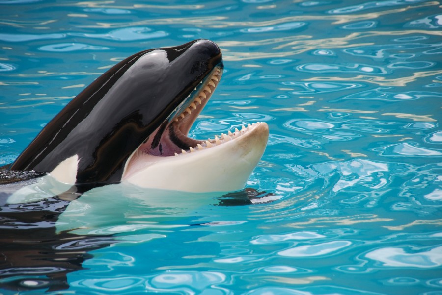 orca, animales acuario, marino, boca abierta, 