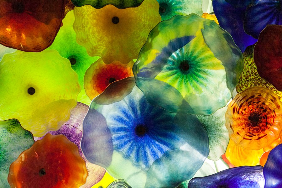 medusa, medusas, color, colores, invertebrado, animales animales, fondo, background, naturaleza, mucho, muchos, colorido, 