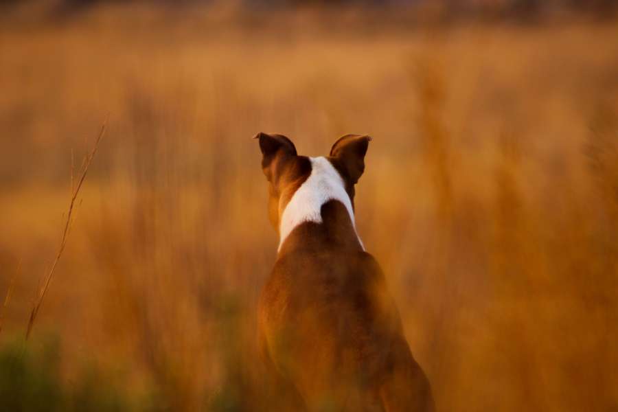 pato, animal, caza, perro, mascota, deporte, campo, otoño, cazador, hermoso, juego, recreación, comando, agua, canino, pato real, marrón, pato, césped, mojado, ganso, color, otoño, fauna silvestre, obediente, ala, plumas, formación, al aire libre, Labrador, recuperar, perdiguero, ave, disparo, trabajando, ruta migratoria, sentado, desafío, en pie, conservador, conservación, caza, pájaro, naturaleza