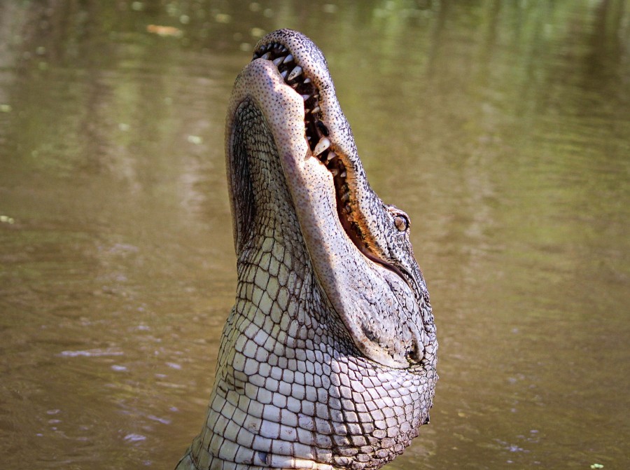 cocodrilo, reptil, rio, animales predador, peligro, naturaleza, 