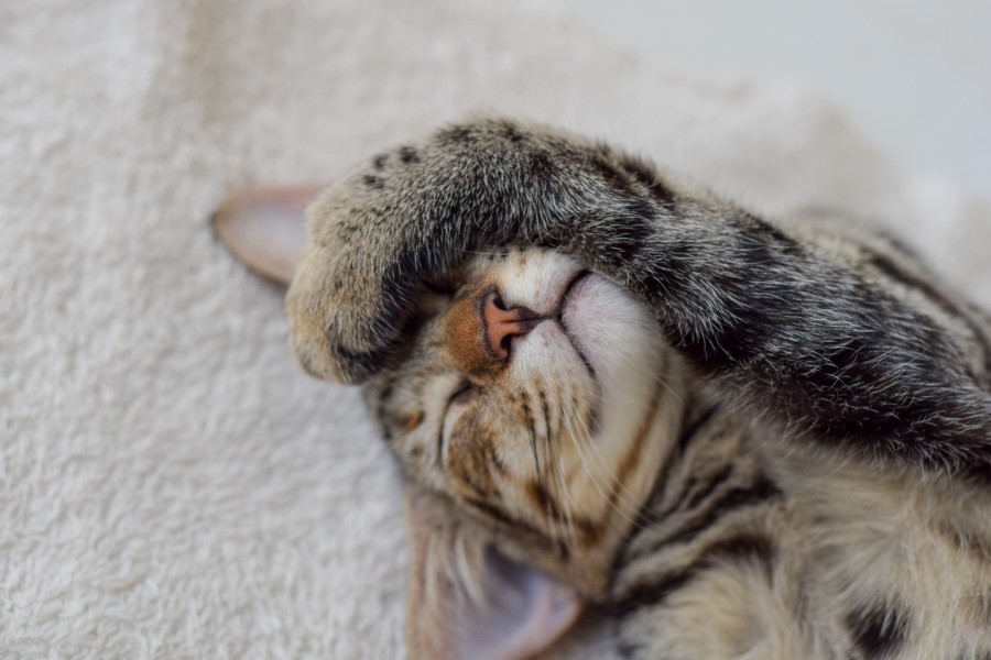 gatito, bebé de gato, animales jóvenes, agresivo, caza, gato, pieles, encantadora, animales, carnívoros, lindo, esponjoso, cabello, bebé, mamífero, pata, mascotas, juguetón, retrato, pura sangre, pequeños, curioso, querido , fotos gratis,  imágenes gratis, Gato doméstico, Cabeza de animales Retrato, Gato melado, Monada, Gatito, Animales, Fotografía, Mirando a la cámara, Animal doméstico, Animal joven, Color, Día, Horizontal, Interior, Mascota, Nadie, Ojo de Animales, Parte del cuerpo animales Temas de animales, Un animales adorable, tierno, mascota, peludo, melena, colores, pelos, rayas, felino, minino, micifuz, michino, madrileño, felido, gatuno
