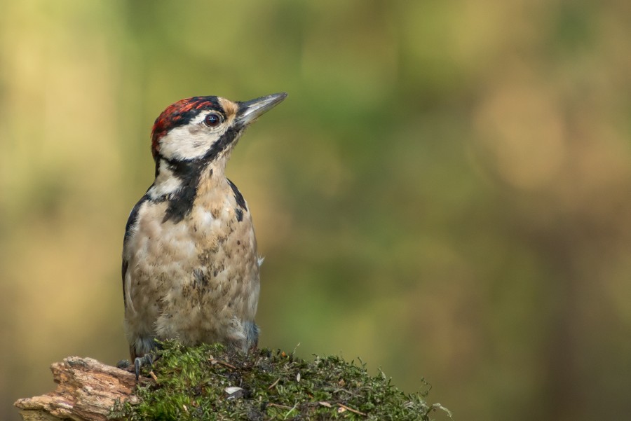 ave, pajaro, primer plano, naturaleza, 