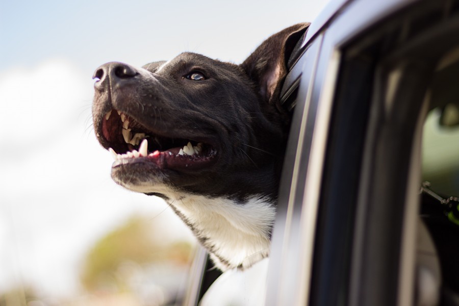 perro, mascota, viento, ventana, auto, coche, viaje, viajar, transporte, alegria,  fondos de pantalla hd, fondos de pantalla 4k