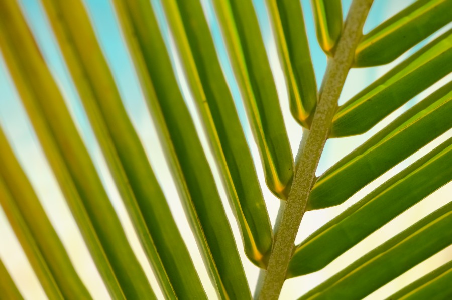 Ed Gregory, Fotografia de archivo, fotos de archivo, Stokpic, arboles, extracto, fondo, closup,hoja, lineas, palma, palmera, planta, formas, sol, viajes ecologico, ecologia,