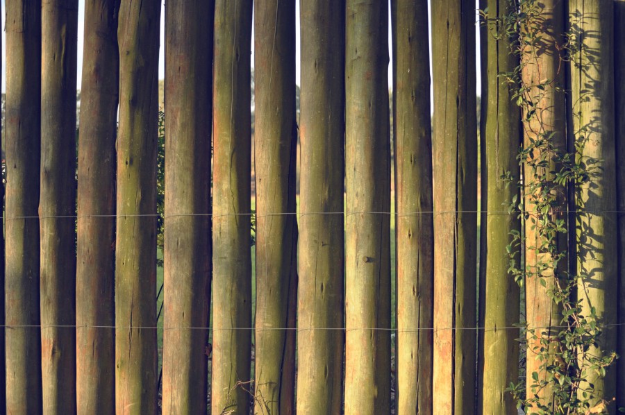 Fondo, Textura, Bambu, troncos
