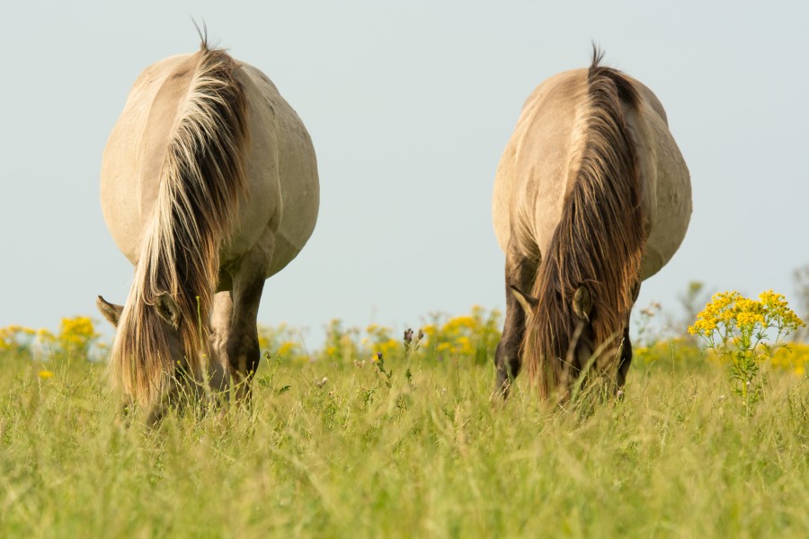 animales animales, dos, caballo, caballos, campo, pastar, pastando, granja, 