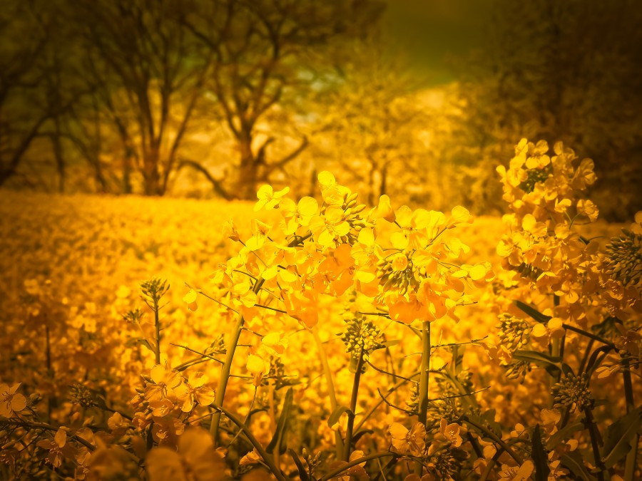 flores, amarillo, primer plano, exterior, primavera, nadie, silvestre, campo, 