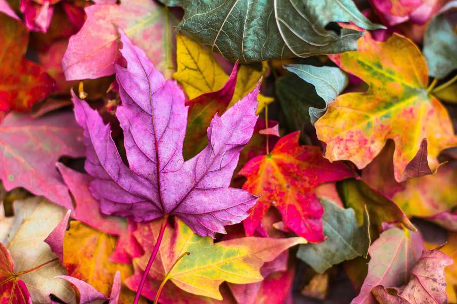 Caída, Púrpura, Otoño, Rojo, Naranja, Color, Arce, Hoja, Naturaleza, Temporada, Hoja cambiante, fondos de pantalla 4k