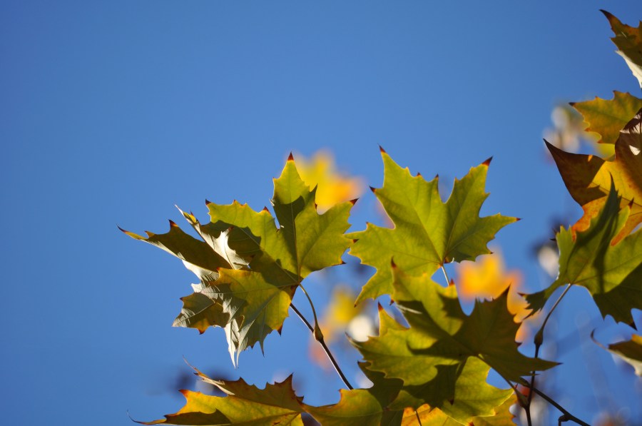 Otoño, Hojas, Otoñal, Fondo, Fondos, Naturaleza