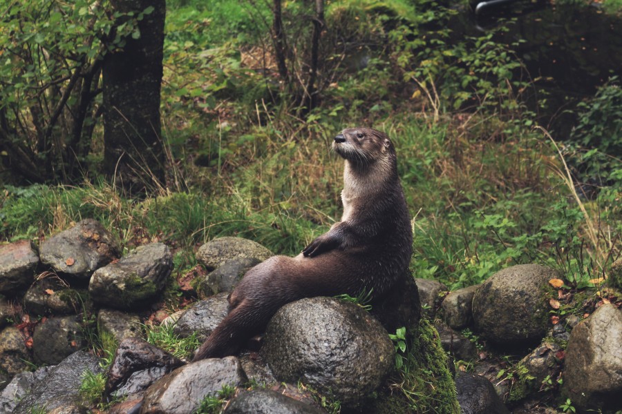 animales animales, castor, uno, bosque, sentado, relax, tranquilidad, 