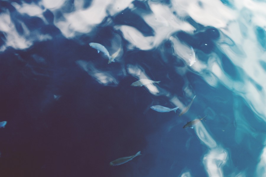 pecera, fondo, background, agua, pez, peces, marino, acuario, primer plano, fauna, naturaleza, 