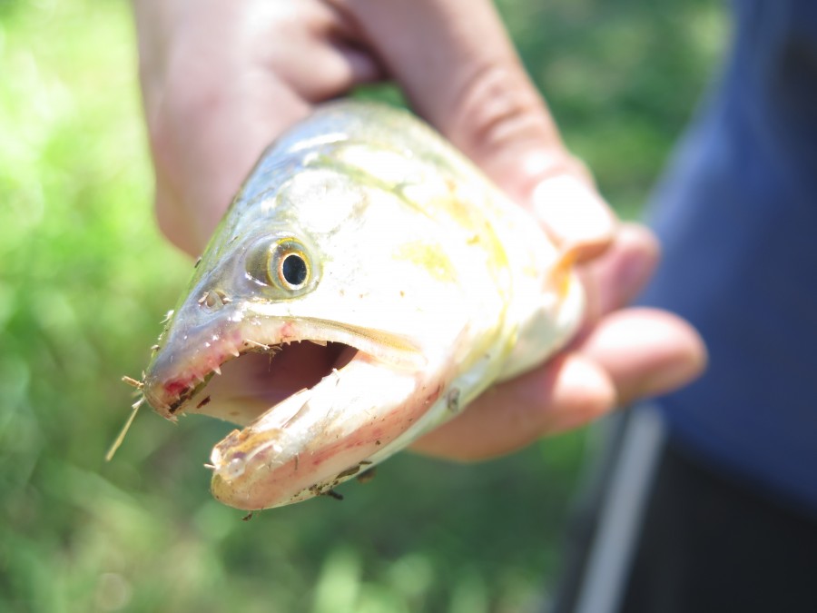 pesca, pescar, hombre, pez, dorado, america latina, delta, buenos aires, argentina, 