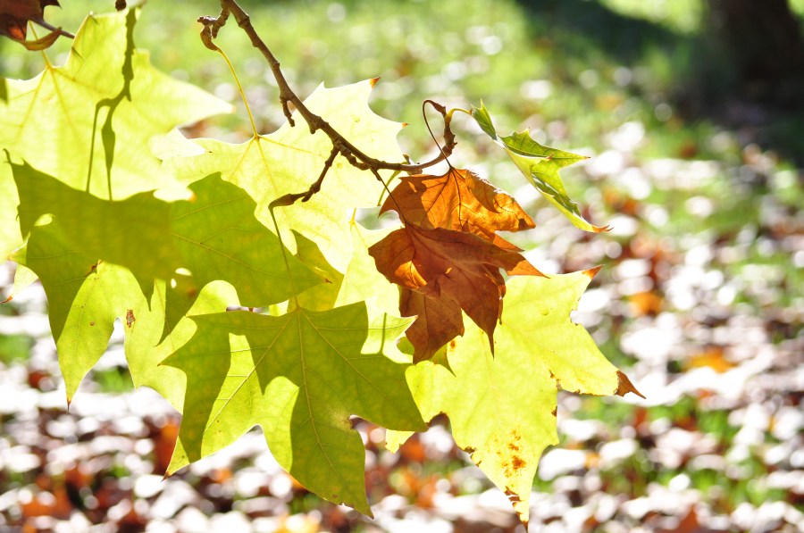 Otoño,Hojas,Otoñal,Fondo,Fondos