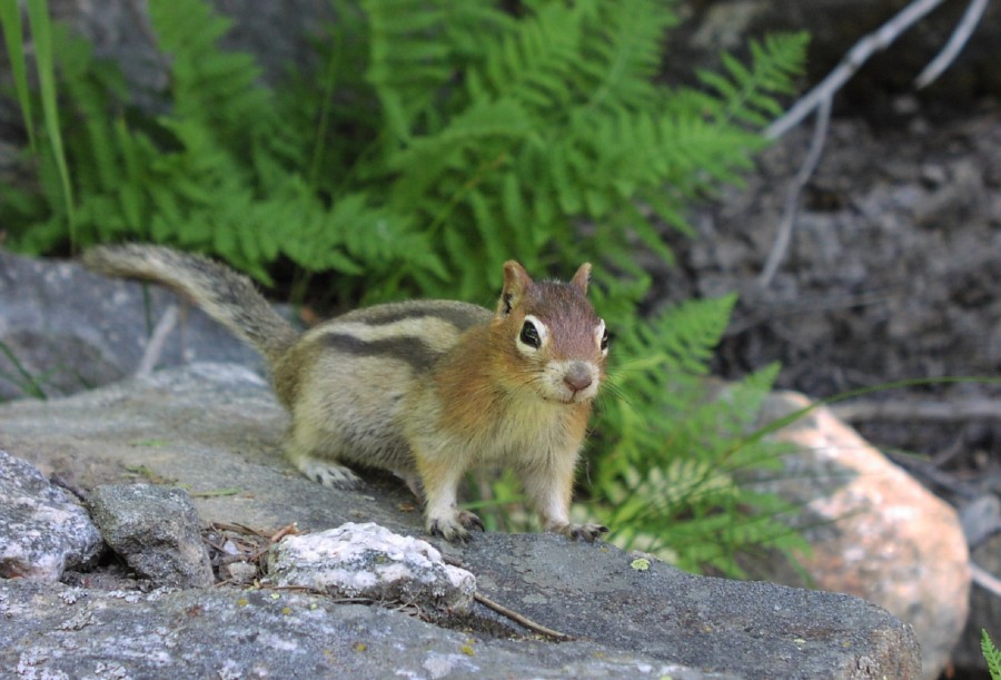 ardilla, animales salvaje, roedor, exterior, uno, 